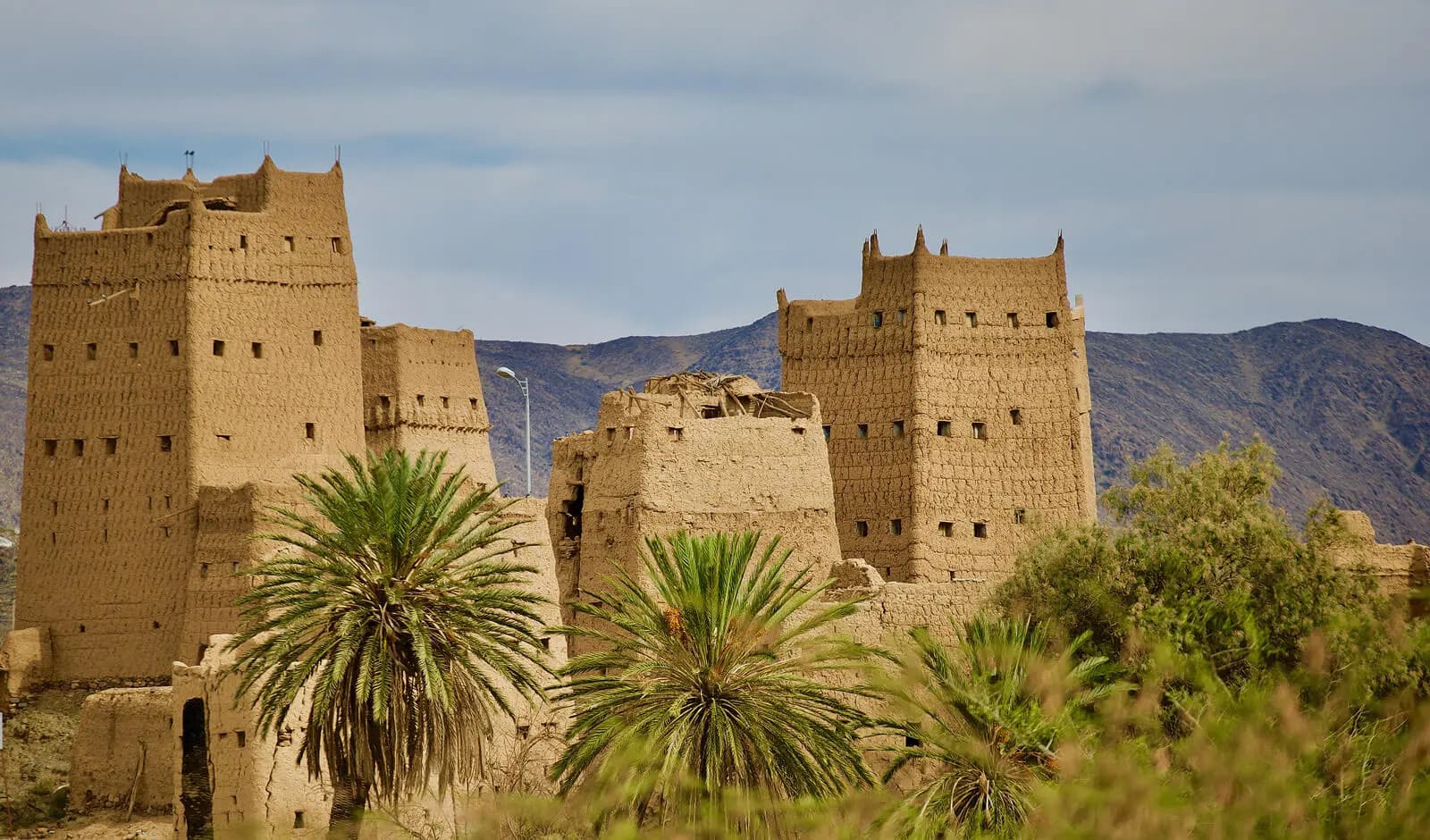 تجربة موسم الجاكرندا في أبها – جولة البنفسج الساحرة